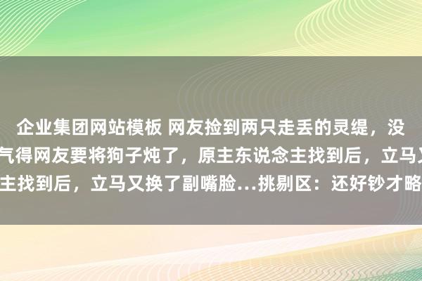 企业集团网站模板 网友捡到两只走丢的灵缇，没念念到招来飞天不幸，气得网友要将狗子炖了，原主东说念主找到后，立马又换了副嘴脸…挑剔区：还好钞才略弥散硬…
